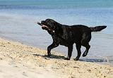 LABRADOR 579